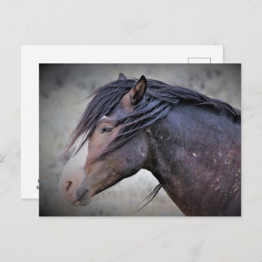 McCullough Peaks Wild Horses Briefkaart (Voorkant / Achterkant)