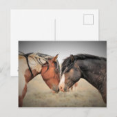 McCullough Peaks Wild Horses Briefkaart (Voorkant / Achterkant)