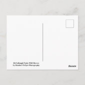 McCullough Peaks Wild Horses Briefkaart (Achterkant)