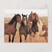 McCullough Peaks Wild Horses Briefkaart (Voorkant)
