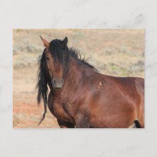 McCullough Peaks Wild Horses Briefkaart