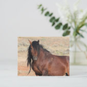 McCullough Peaks Wild Horses Briefkaart (Staand voorkant)