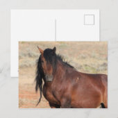 McCullough Peaks Wild Horses Briefkaart (Voorkant / Achterkant)