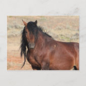 McCullough Peaks Wild Horses Briefkaart (Voorkant)
