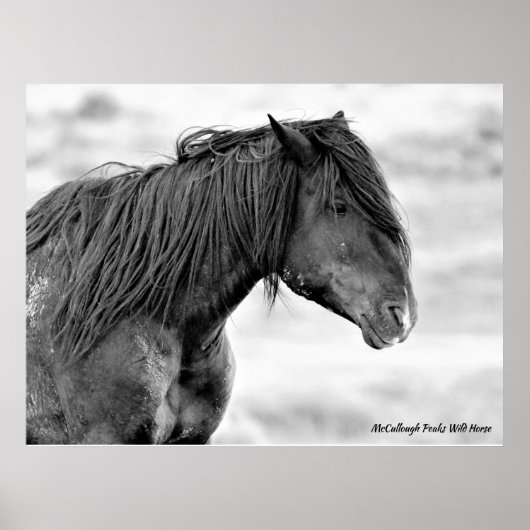 McCullough Peaks Wild Horses Poster (Voorkant)