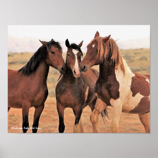 McCullough Peaks Wild Horses Poster (Voorkant)