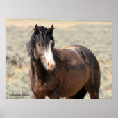 McCullough Peaks Wild Horses Poster (Voorkant)