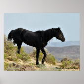 McCullough Peaks Wild Horses Poster (Voorkant)