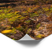 McCway-Herfsten in Julia Pfeiffer Burns natuurpark Poster (Hoek)