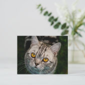McGonagall cat-briefkaart Briefkaart (Staand voorkant)