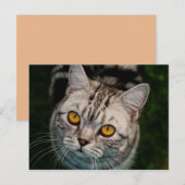 McGonagall cat-briefkaart Briefkaart (Voorkant / Achterkant)