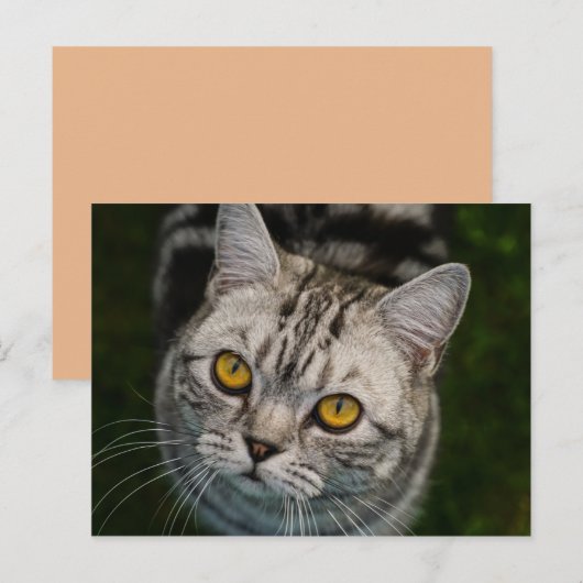 McGonagall cat-briefkaart Briefkaart (Voorkant / Achterkant)