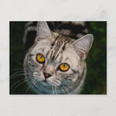 McGonagall cat-briefkaart Briefkaart (Voorkant)