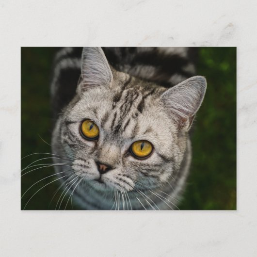 McGonagall cat-briefkaart Briefkaart (Voorkant)