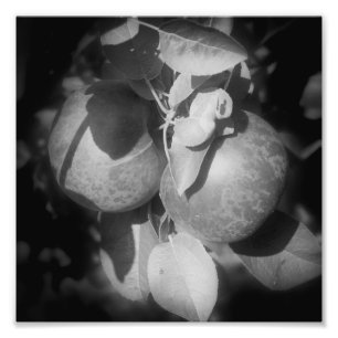 McIntosh appels op boom in zwart en wit 8x8 Foto Afdruk