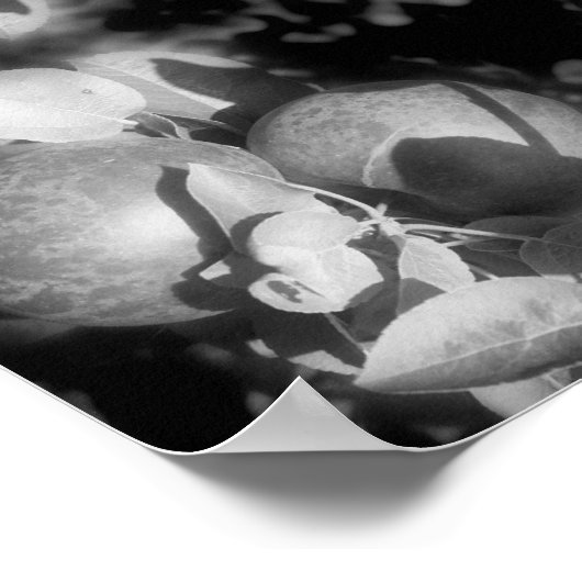 McIntosh appels op boomzwart en wit Abstract Poster (Hoek)