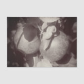 McIntosh Apples Black White ontkoppeling Tissuepapier (Voorkant)