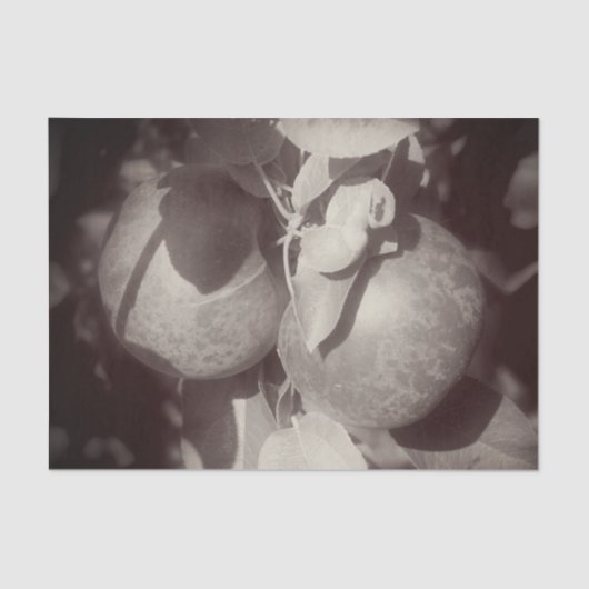 McIntosh Apples Black White ontkoppeling Tissuepapier (Voorkant)