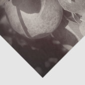 McIntosh Apples Black White ontkoppeling Tissuepapier (Detail)