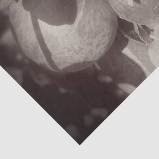 McIntosh Apples Black White ontkoppeling Tissuepapier (Detail)