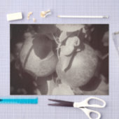 McIntosh Apples Black White ontkoppeling Tissuepapier (Craft)