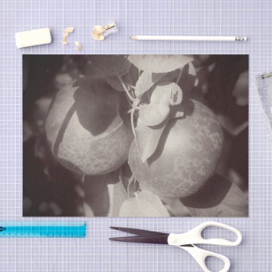 McIntosh Apples Black White ontkoppeling Tissuepapier (Craft)