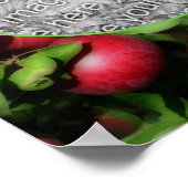 McIntosh Apples Natuur Lijst Creëer Uw eigen foto Poster (Hoek)