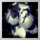 McIntosh Apples on Tree in Black and White Poster (Voorkant)
