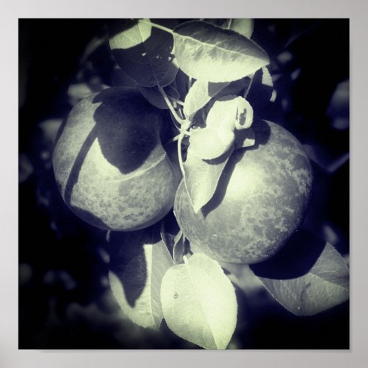 McIntosh Apples on Tree in Black and White Poster (Voorkant)