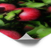 McIntosh Apples op de Abstracte Natuur Poster (Hoek)