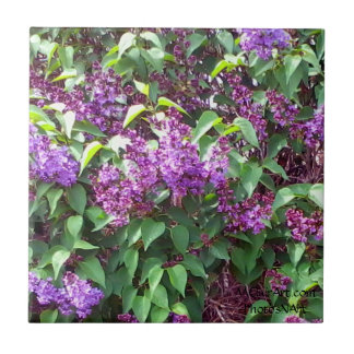 MClairArt's PhotosNArt Spring Flowers keramische t Tegeltje