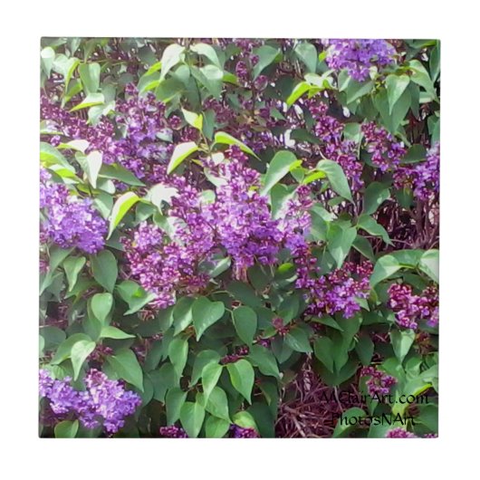 MClairArt's PhotosNArt Spring Flowers keramische t Tegeltje (Voorkant)