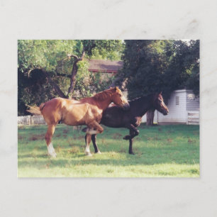 ME EN MIJN SCHADOW - briefkaart