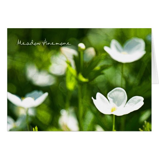 Meadow Anemone Blank Kaart (Voorkant Horizontaal)