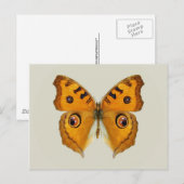 Meadow Argus Butterfly Briefkaart (Voorkant / Achterkant)