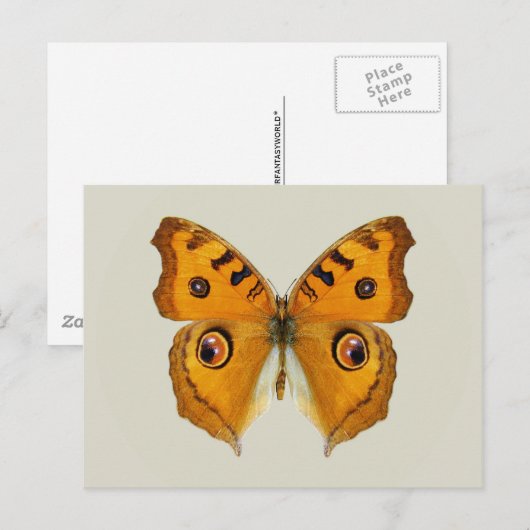 Meadow Argus Butterfly Briefkaart (Voorkant / Achterkant)