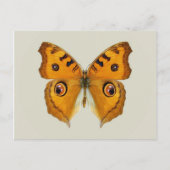 Meadow Argus Butterfly Briefkaart (Voorkant)