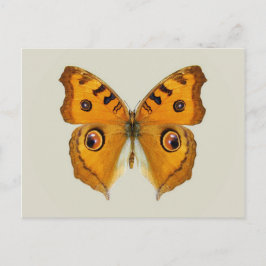 Meadow Argus Butterfly Briefkaart
