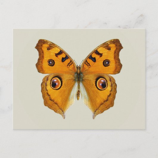 Meadow Argus Butterfly Briefkaart (Voorkant)
