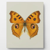 Meadow Argus Butterfly Fotoplaat (Voorkant)