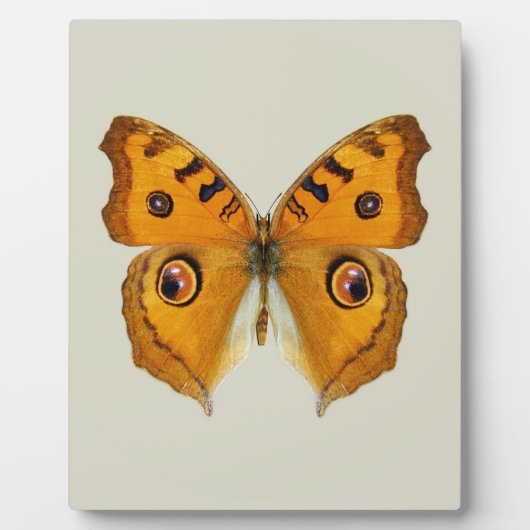 Meadow Argus Butterfly Fotoplaat (Voorkant)