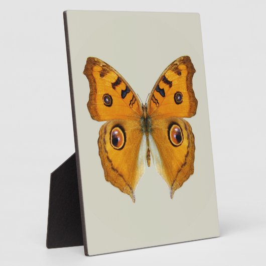 Meadow Argus Butterfly Fotoplaat (Zijkant)