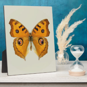 Meadow Argus Butterfly Fotoplaat