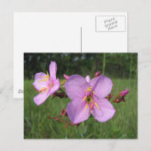 Meadow Beauty Briefkaart (Voorkant / Achterkant)