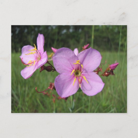 Meadow Beauty Briefkaart (Voorkant)