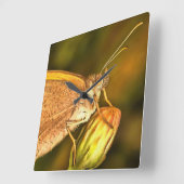 Meadow Brown Beauful Butterfly Art Vierkante Klok (Hoek)