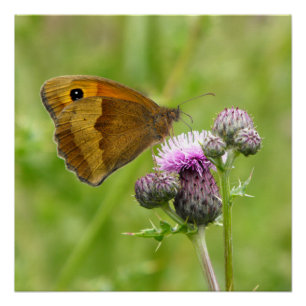 Meadow Brown Butterfly Perfect Poster