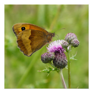Meadow Brown Butterfly Perfect Poster