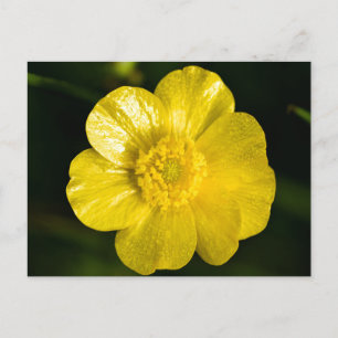 Meadow Buttercup Briefkaart