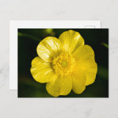 Meadow Buttercup Briefkaart (Voorkant / Achterkant)